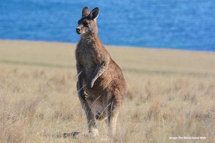 11 Unique Australian Animals (Some You Never Knew Existed!)