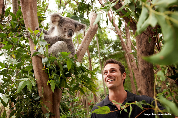 Koala in Gold Coast, Queensland credit Tourism Australia