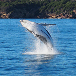 Whale Watching in Australia