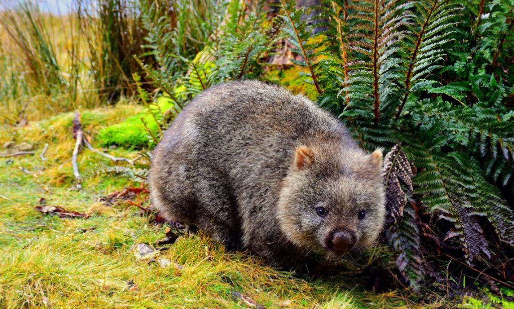 Wombat in Cradle Mountain 