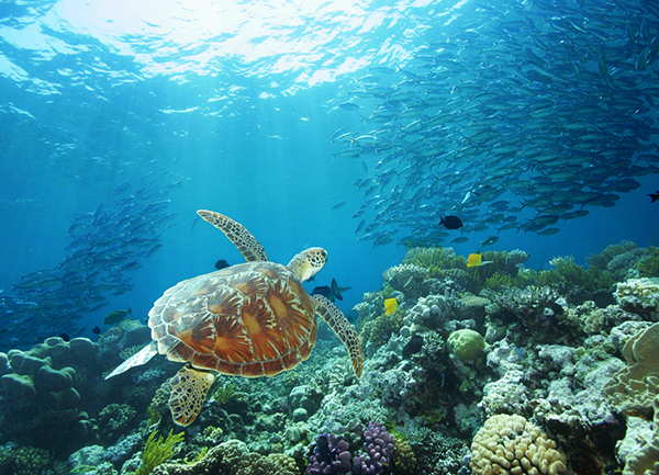 Sea turtle at the Great Barrier Reef