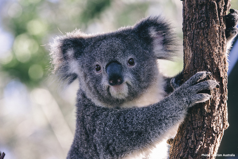 Koala at Taronga Zoo, Sydney credit Tourism Australia