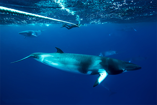 Minke whale credit Deep Sea Divers Den Jemma Craig Imagery