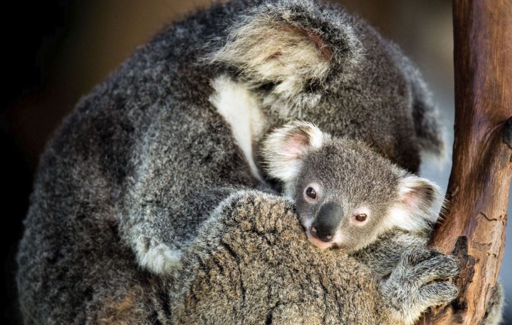 Koala and koala joey