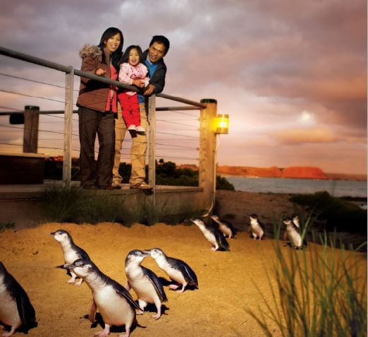 Phillip Island Nature Park credit Visit Victoria