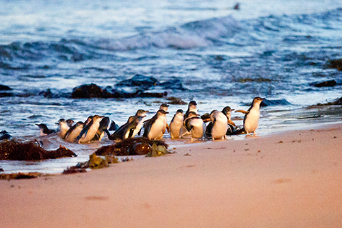 Phillip Island penguins at shore