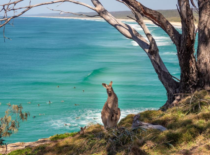 Kangaroo with Ocean in Australia