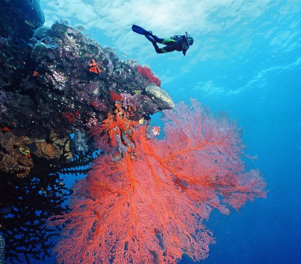 Scuba diving Great Barrier Reef