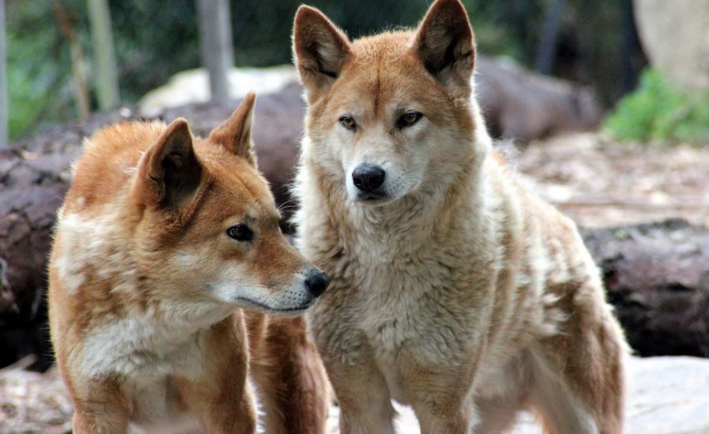 Pair of dingoes